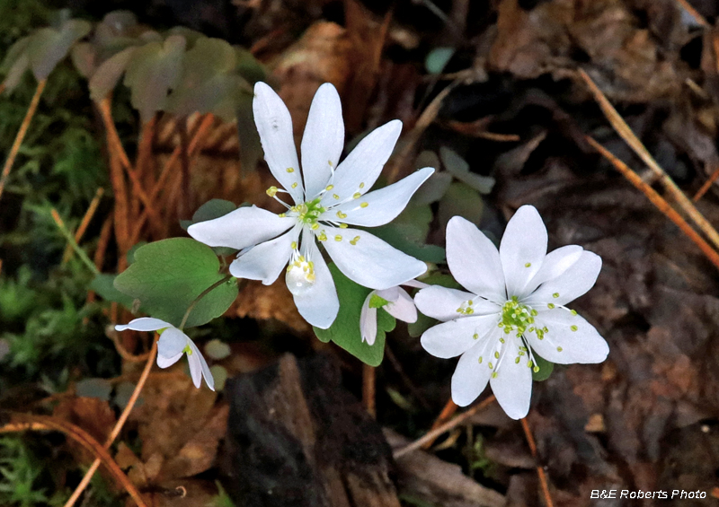 Rue_Anemone