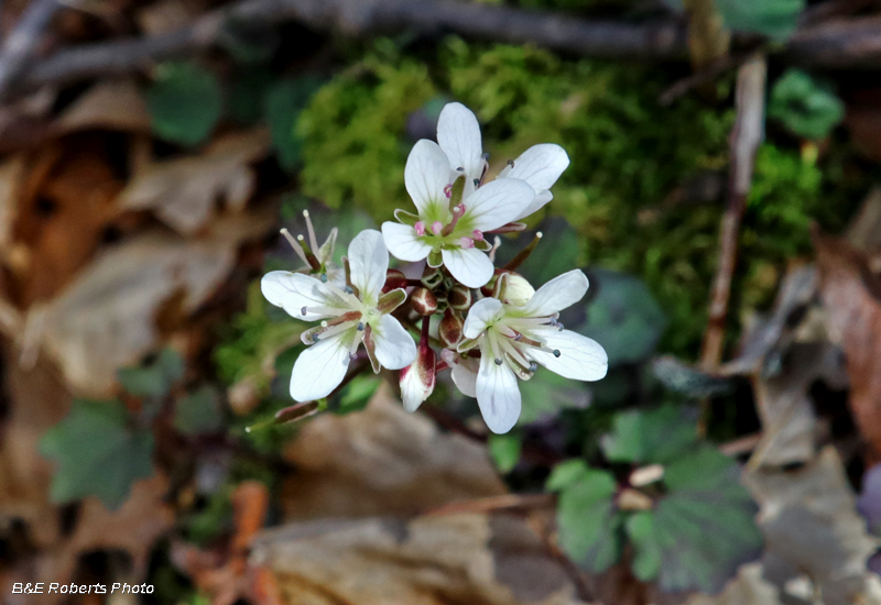 Blue_Ridge_Bittercress