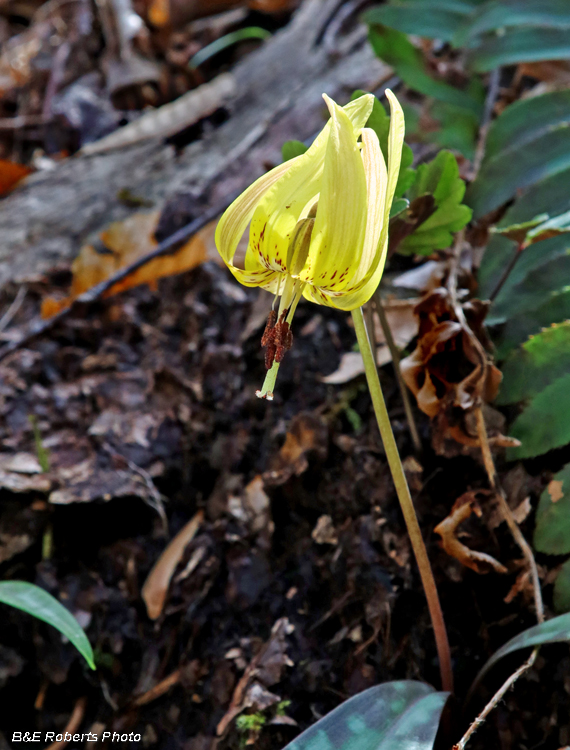 Trout_Lily