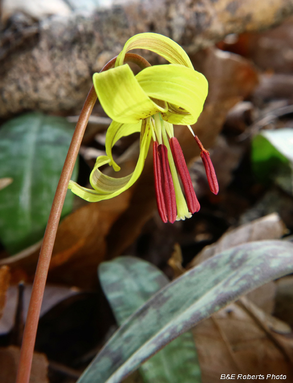 Trout_Lily