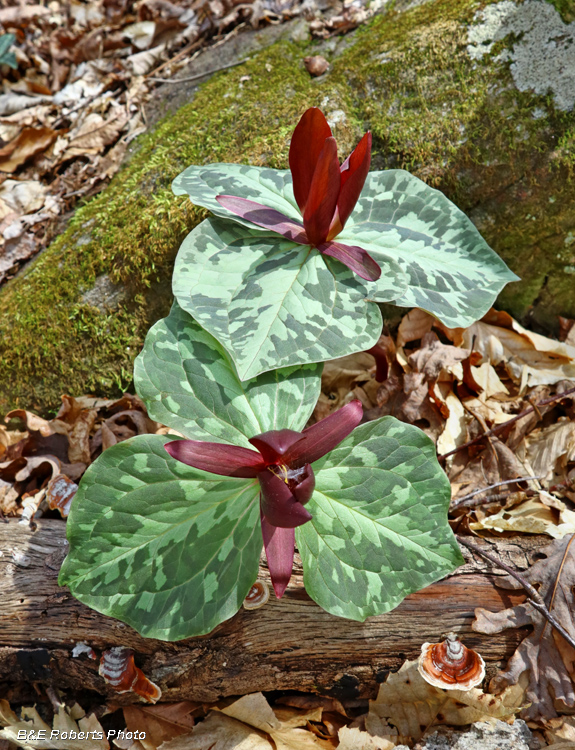 Trillium_cuneatum-pair