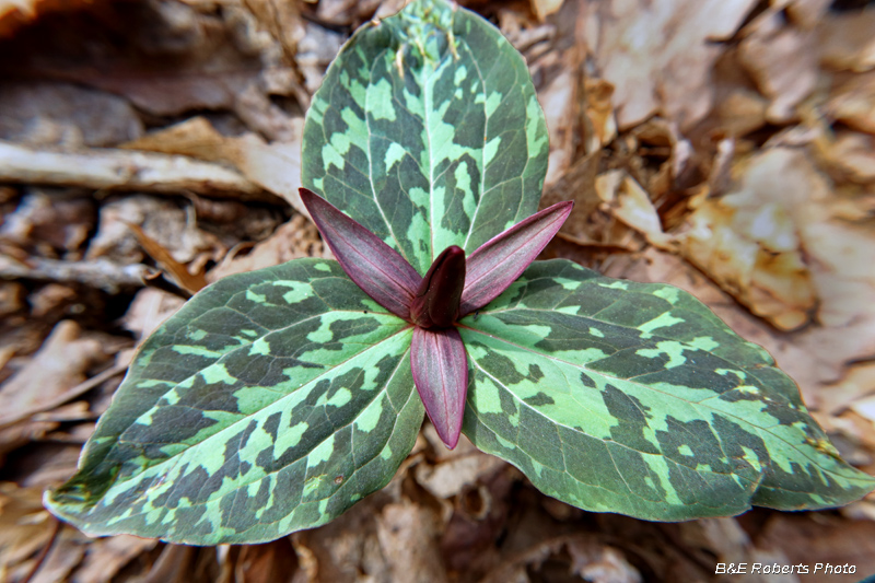 Trillium_cuneatum