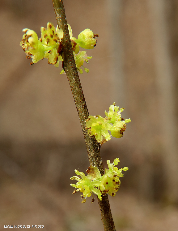 Spicebush