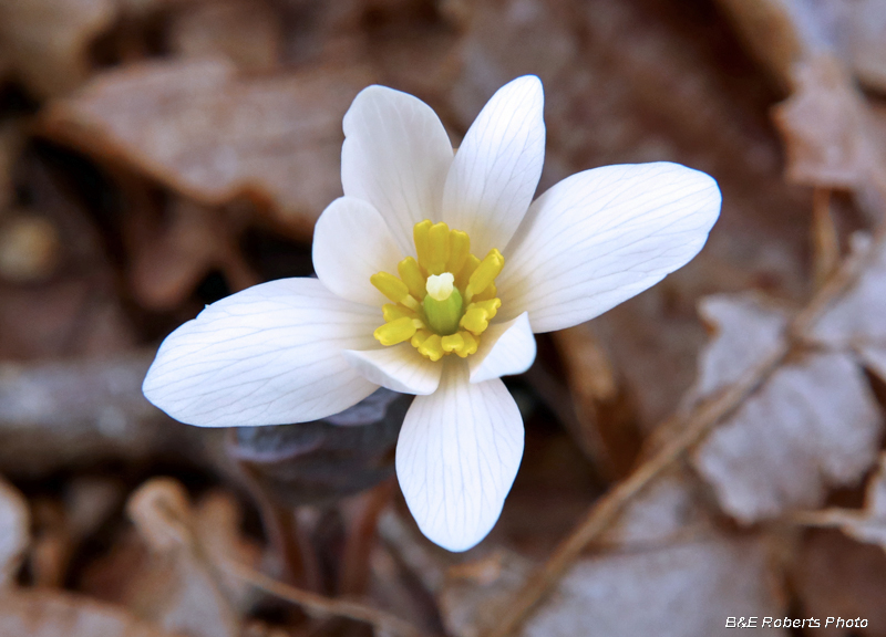 Bloodroot