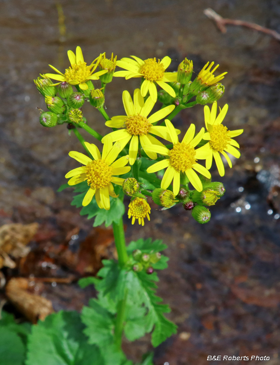 Golden_Ragwort