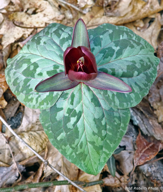 Trillium_cuneatum