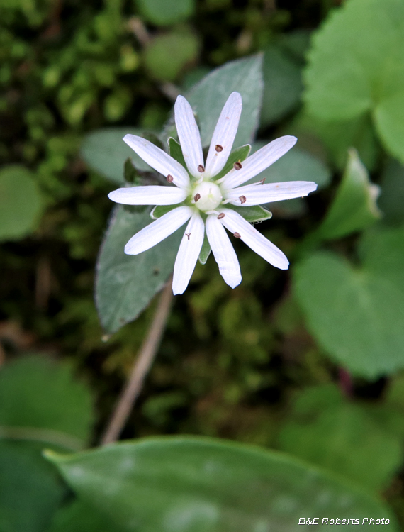 Chickweed