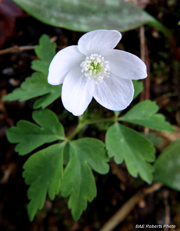 Wood_Anemone