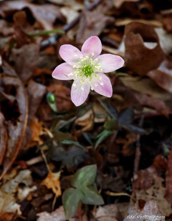 Pink_Hepatica