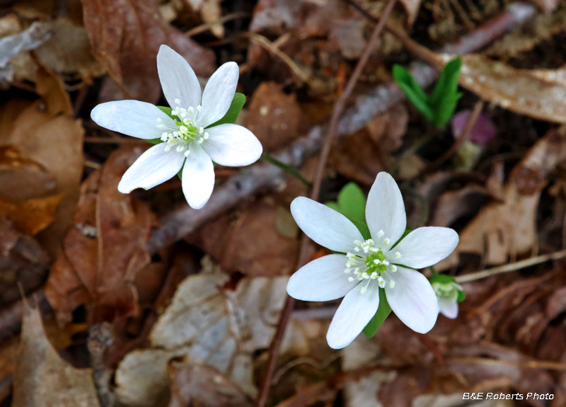 White_Hepatica