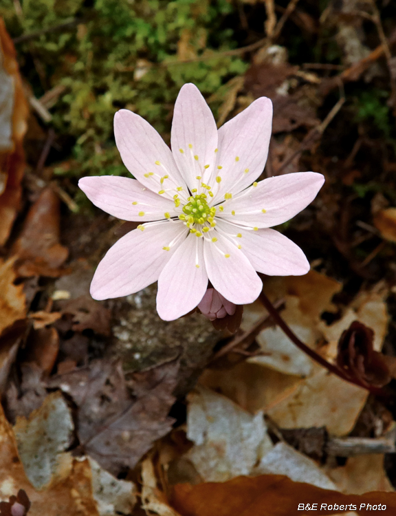 Pink_Hepatica