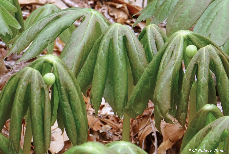 Mayapples