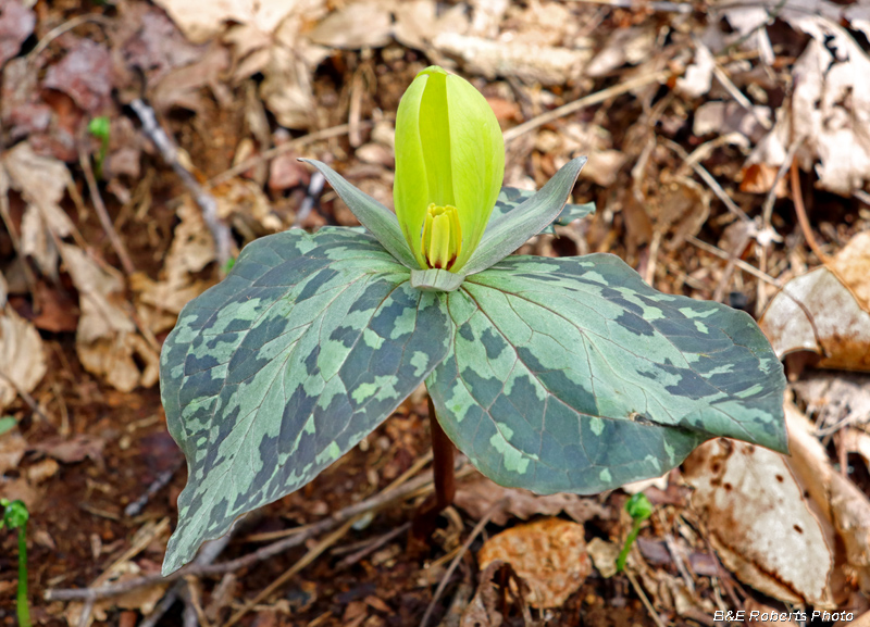 Trillium_cuneatum-yellow