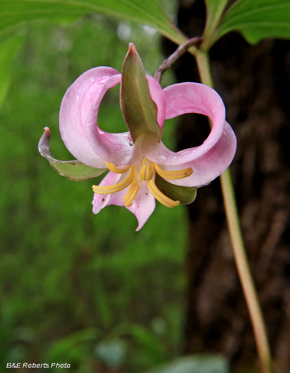 Trillium_catesbaei