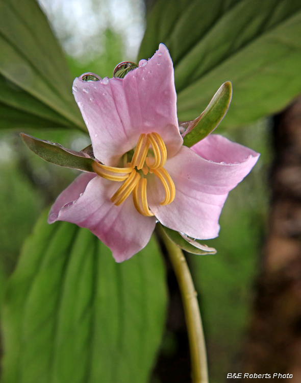 Trillium_catesbaei