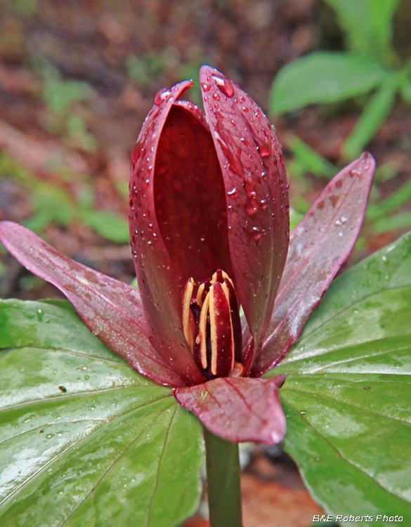 Trillium_cuneatum