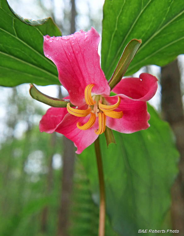 Trillium_catesbaei