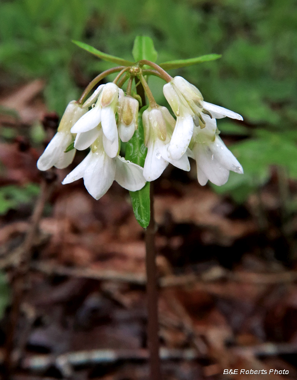 Toothwort