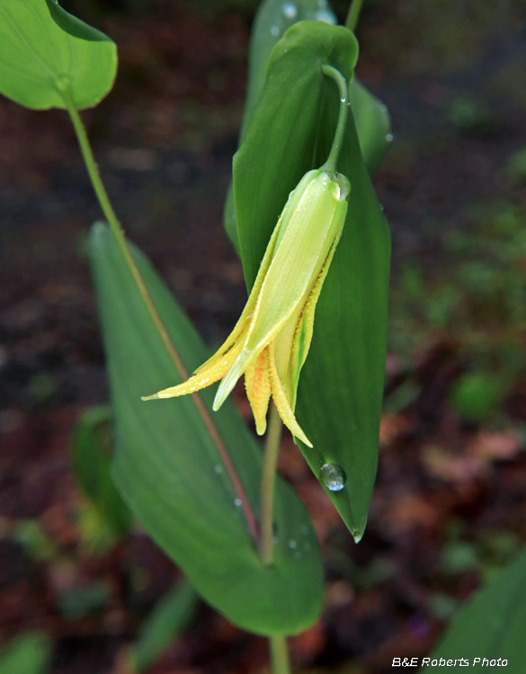 Perfoliate_Bellwort