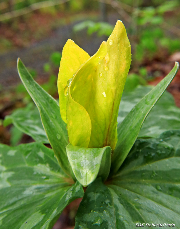 Yellow_Trillium_cuneatum