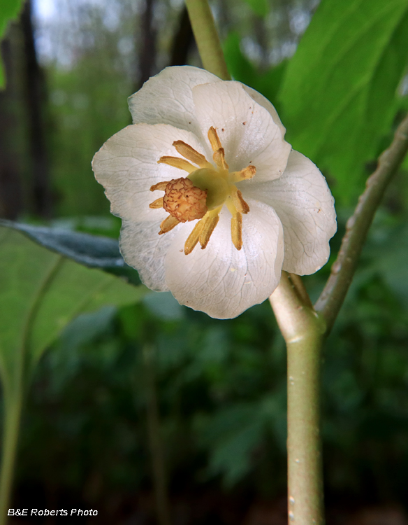 Mayapple