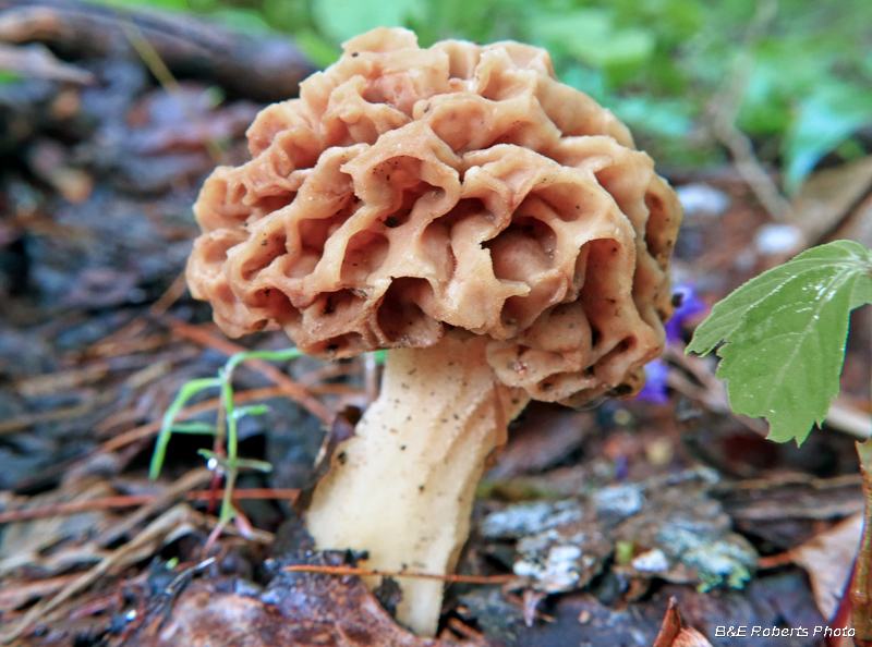 Morel_mushroom