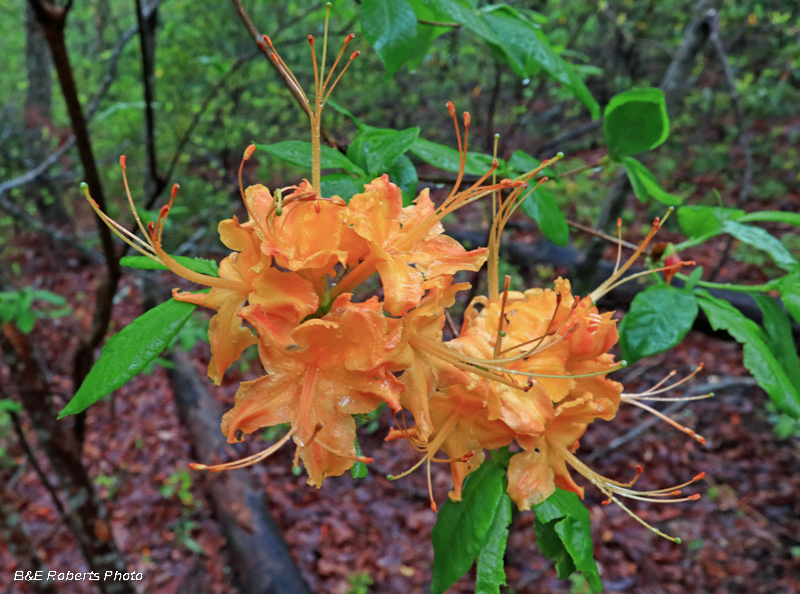 Flame_Azalea