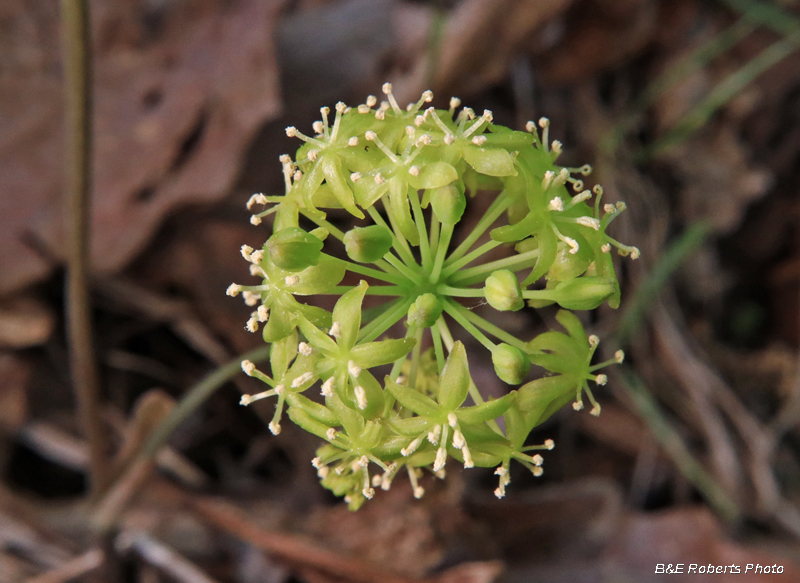 Carrionflower-Male_flower