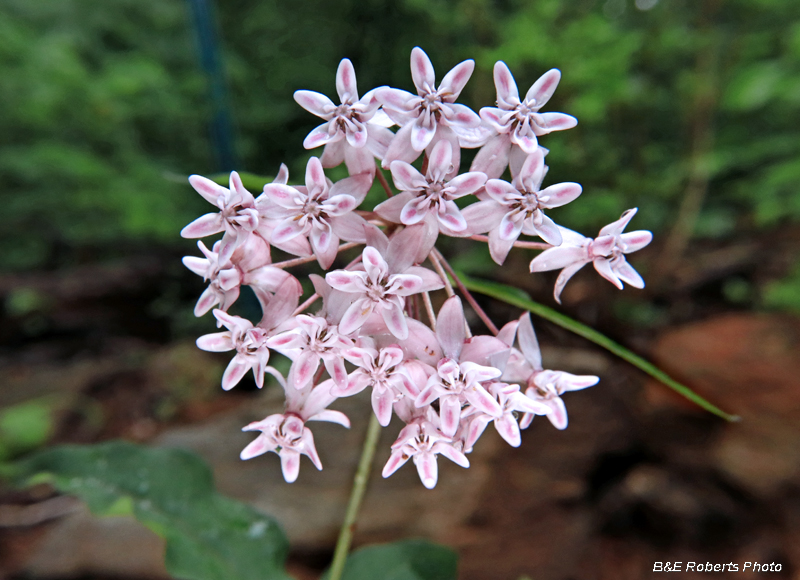 Asclepias_quadrifolia