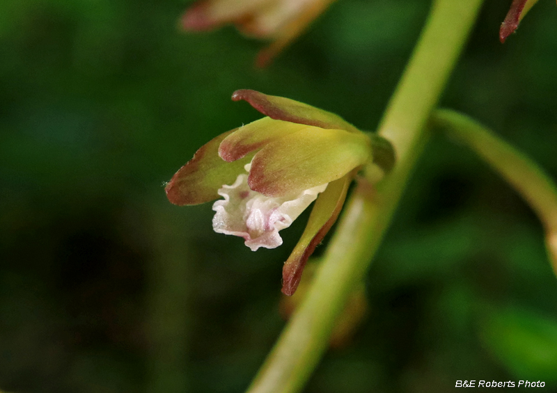 Puttyroot_Orchid