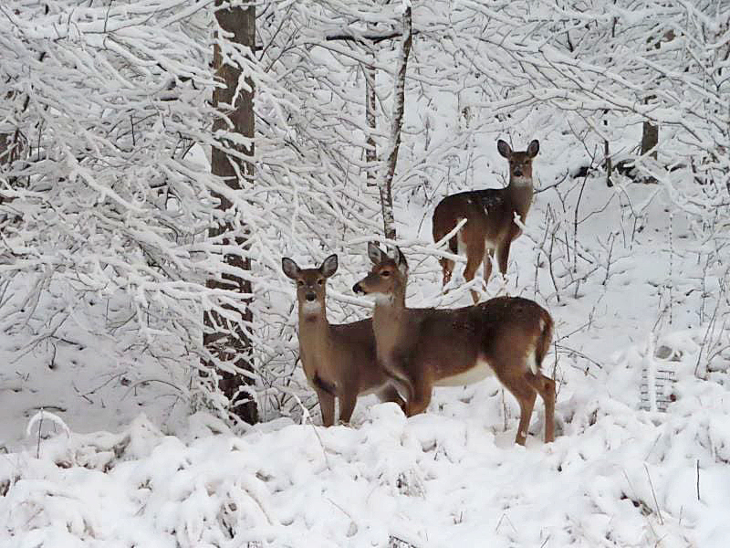 Christmas_deer