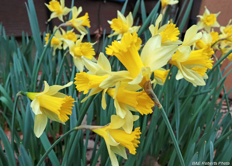 Daffodils