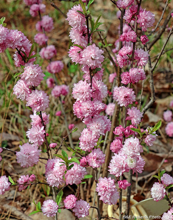 Flowering_almond