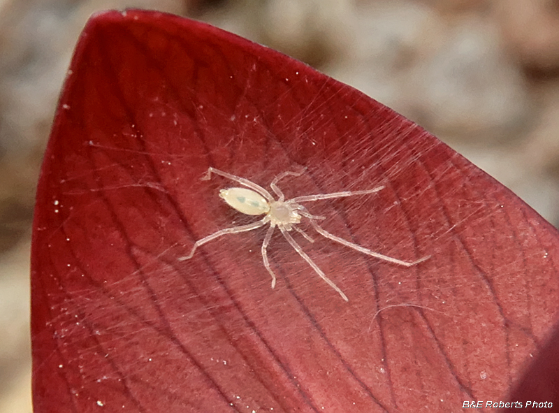 Tiny_Spider_on_Trillium