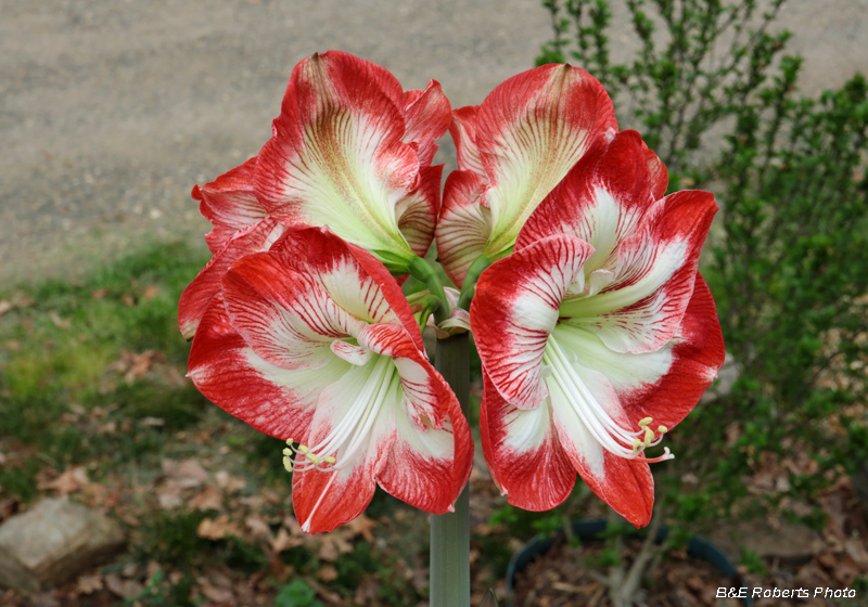 Amaryllis_bloom