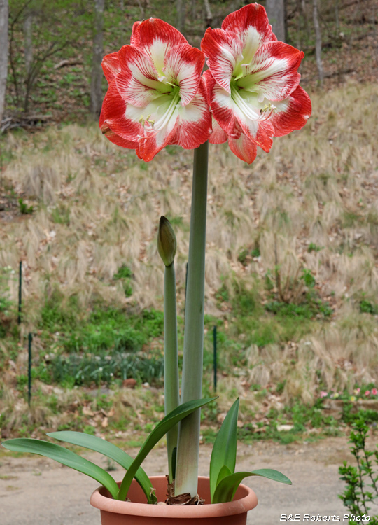 Amaryllis_in_bloom