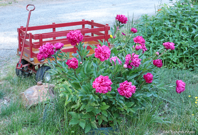 Peonies