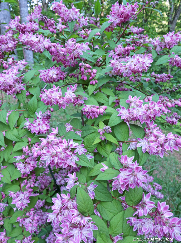 Deutzia