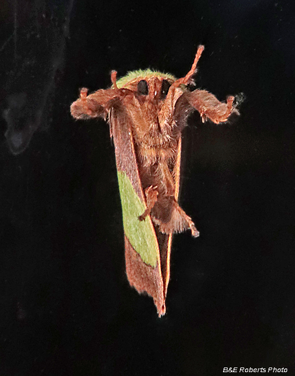 Smaller_Parasa_Moth