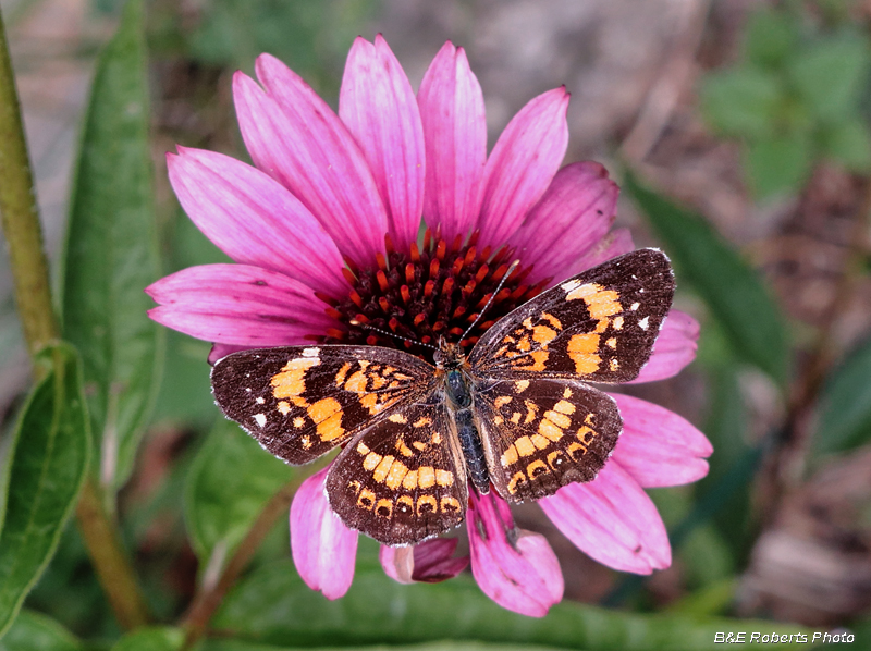 Silvery_Checkerspot_Echinacea