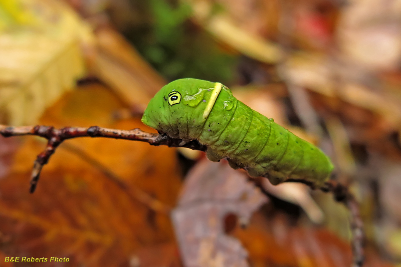 Tiger_Swallowtail_caterpillar