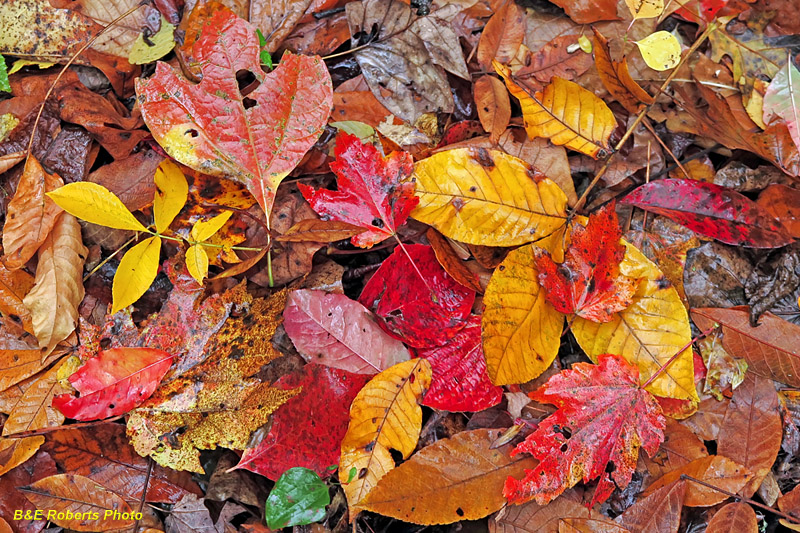 Wet_fallen_leaves