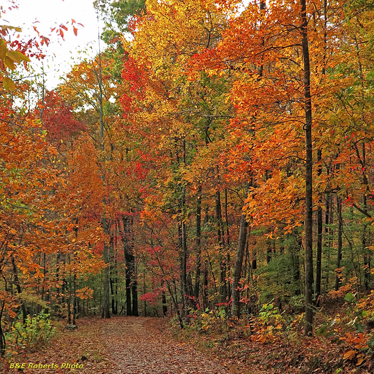 Road_foliage