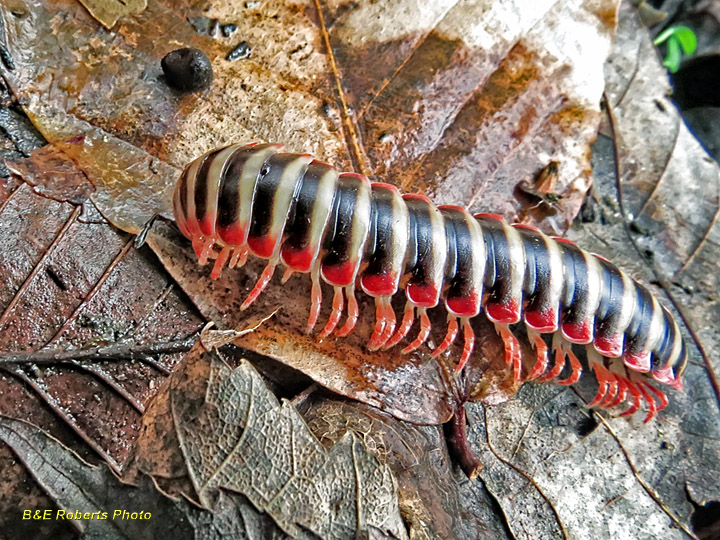 Millipede