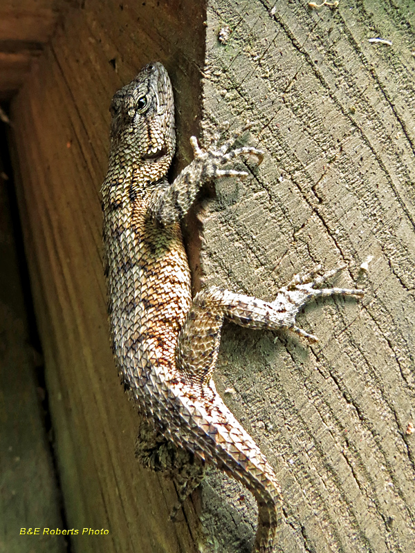 Fence_Lizard