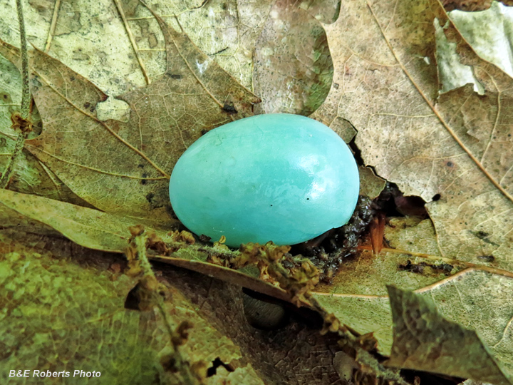 Egg