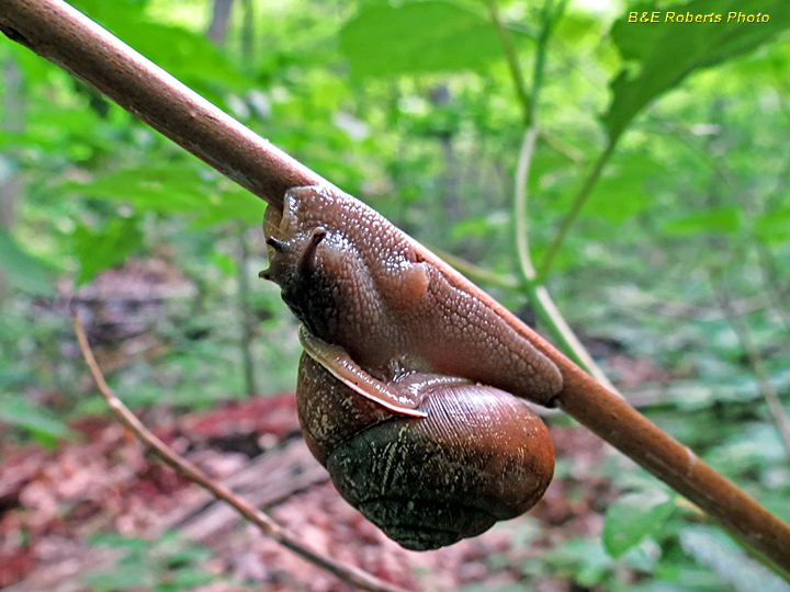 Snail