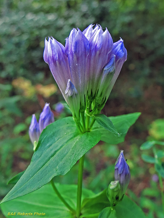 Stiff_Gentian