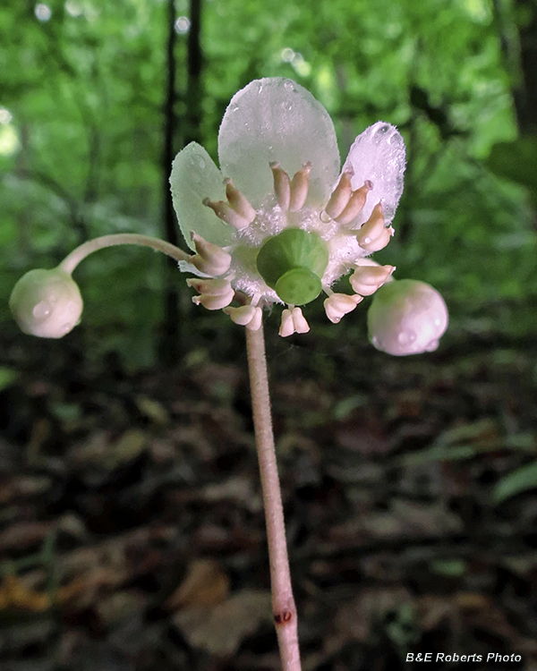 Wintergreen