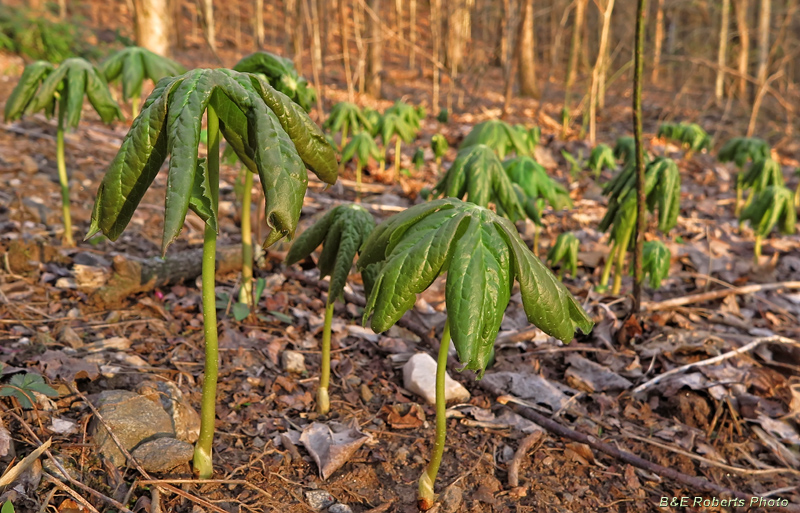 Mayapples